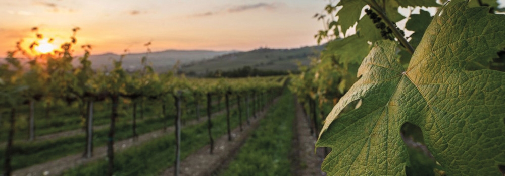 ITINERARI GASTRONOMICI